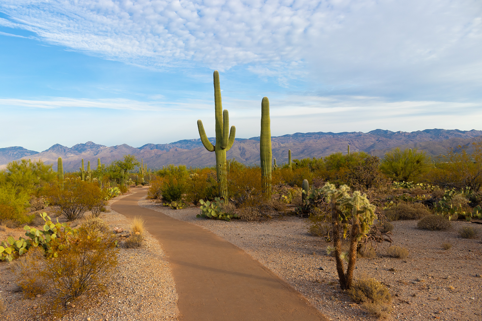 path through desert in Arizona for Walks with Whitney Shevlin therapist